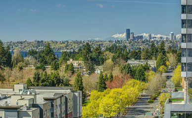 Early Spring Blooms on the Streets of Bellevue, Washington with the Seattle Skyline and Olympic Mountains in the Distance