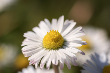 macro daisy in the meadow