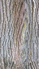 Seamless HD tree bark texture