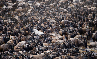 Big herd of wildebeest is about Mara River. Great Migration. Kenya. Tanzania. Masai Mara National Park. An excellent illustration.