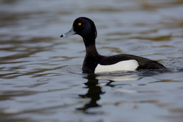 Tufted Duck, Aythya fuligula