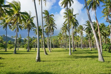 Coconut palm trees plantation in Huahine island, French Polynesia