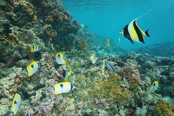 Naklejka na ściany i meble Underwater on a coral reef with tropical fish teardrop butterflyfish and a moorish idol, Pacific ocean, Raiatea island, French Polynesia
