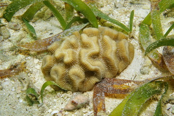 Fototapeta premium Marine life, rose coral, Manicina areolata, on a shallow seabed with sand and seagrass, Caribbean sea