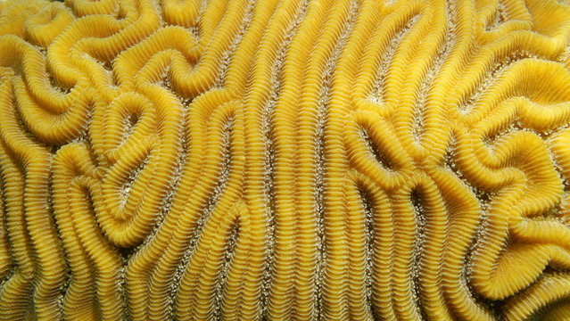 Grooved brain coral, Diploria labyrinthiformis, close-up, Atlantic ocean