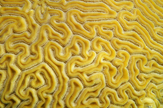 Underwater marine life, close up of grooved brain coral labyrinth, Diploria labyrinthiformis, Caribbean sea