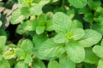 Kitchen Mint, Marsh Mint herbs in vegetable garden