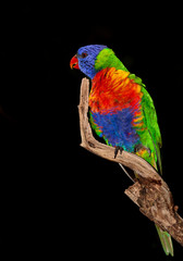 lorikeet parrot