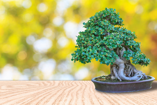 Bonsai tree in a ceramic pot on a wooden floor and blurred bokeh