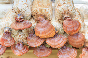 Closeup Lingzhi (Ganoderma lucidum) growing at mushroom farm. 