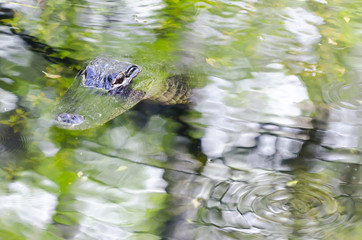 Alligator trying to blend in