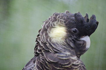 yellow tailed black cockatoo