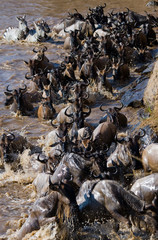 Wildebeests are crossing Mara river. Great Migration. Kenya. Tanzania. Masai Mara National Park. An excellent illustration.