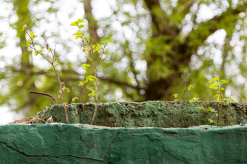 elm young shoots grow from old concrete structure