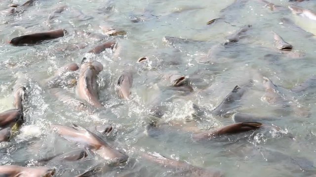 Black ear catfish in Sakae Krang River area Thasung Temple, Uthaithani, Thailand. 