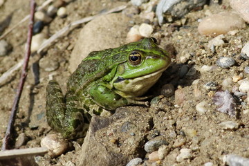 Marsh Frog, Rana ridibunda