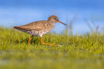 Common redshank moving through grass