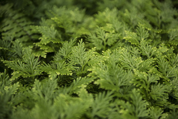 great green bush of fern in the forest