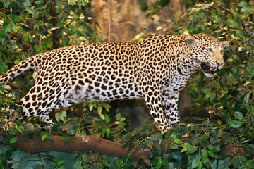 Stuffed leopard panthera pardus on the tree