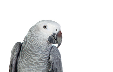 Obraz premium Pretty red-tailed gray parrot