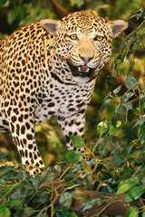 Fototapeta na wymiar Stuffed leopard panthera pardus on the tree