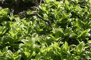 American false hellebore (Veratrum viride var. viride), a medical plant of Canada