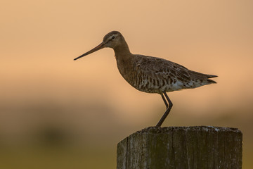 Black-tailed Godwit at sunset