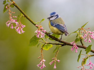 Obraz premium Blue tit blossom twig