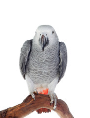 Pretty red-tailed gray parrot