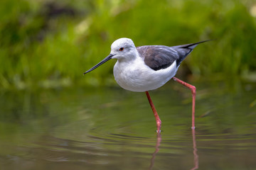 Foraging black winged stilt