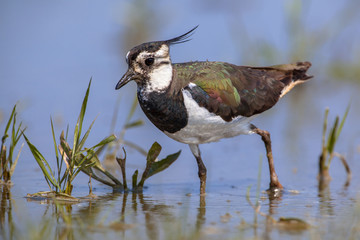 Crested Female Northern lapwing