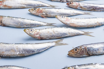 Sardine fishes in a row on a blue wet background