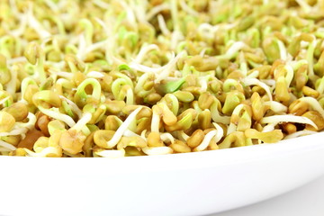 sprouted Fenugreek ready for planting or salad closeup