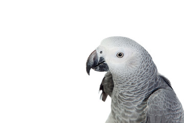 Fototapeta premium Pretty red-tailed gray parrot