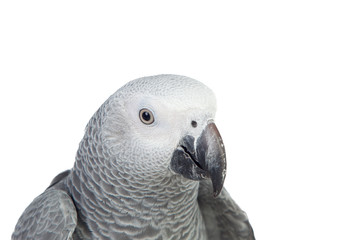 Pretty red-tailed gray parrot