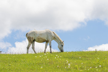Obraz na płótnie Canvas 牧場の馬