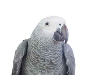 Pretty red-tailed gray parrot
