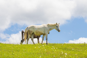 Fototapeta premium 牧場の馬