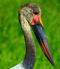 Saddle-billed stork, Amboseli National Park, Kenya