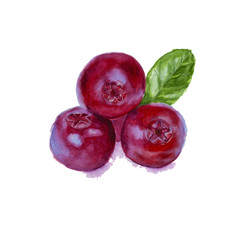 three red isolated cowberry. Watercolor