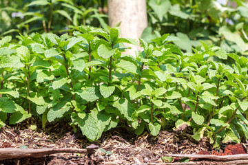 Kitchen Mint, Marsh Mint herbs in vegetable garden for backgroun