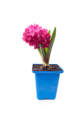 Pink hyacinth in pot on white background. Image of love and beauty. Natural background and design element.