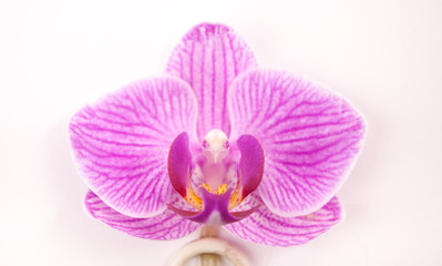 Naklejka na ściany i meble Pink orchid on white background. Image of love and beauty. Natural background and design element.