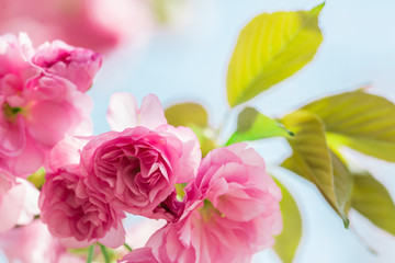 Pink Cherry Flowers blooming