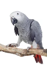 Foto op Canvas Pretty red-tailed gray parrot © Gelpi