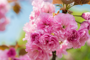 Pink Cherry Flowers blooming
