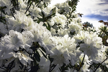 White azalea bush in bloom