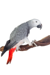 Pretty red-tailed gray parrot