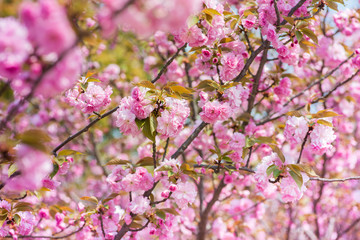 Fototapeta premium Pink Cherry Flowers blooming