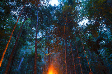 Campfire embers rising in forest